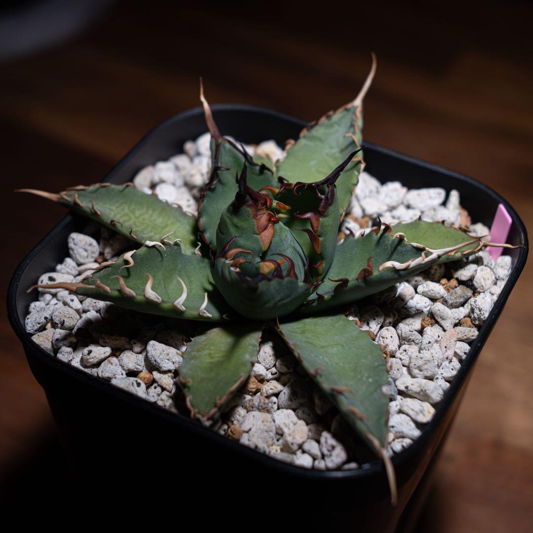 アガベ チタノタ【 エボリスピナ × BB 】