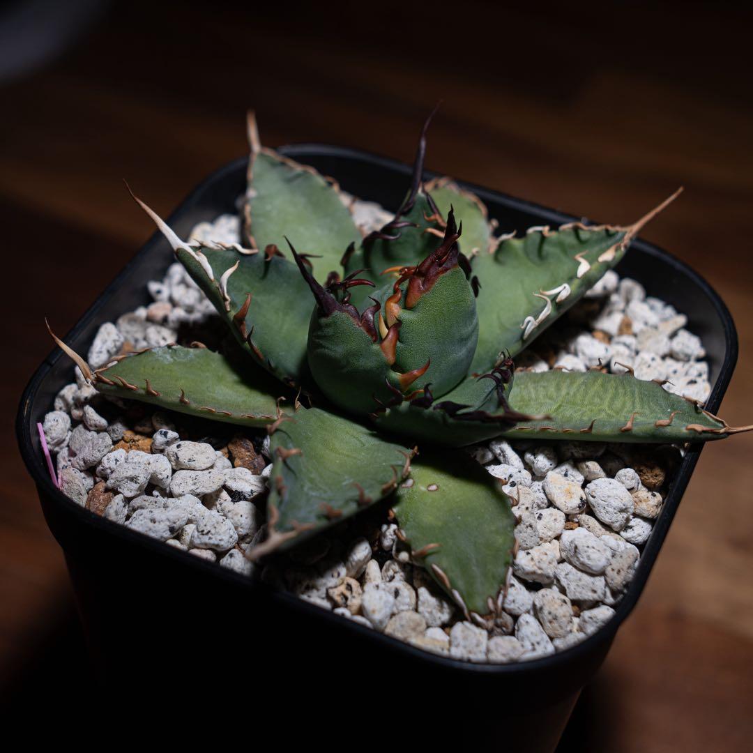 アガベ チタノタ【 エボリスピナ × BB 】