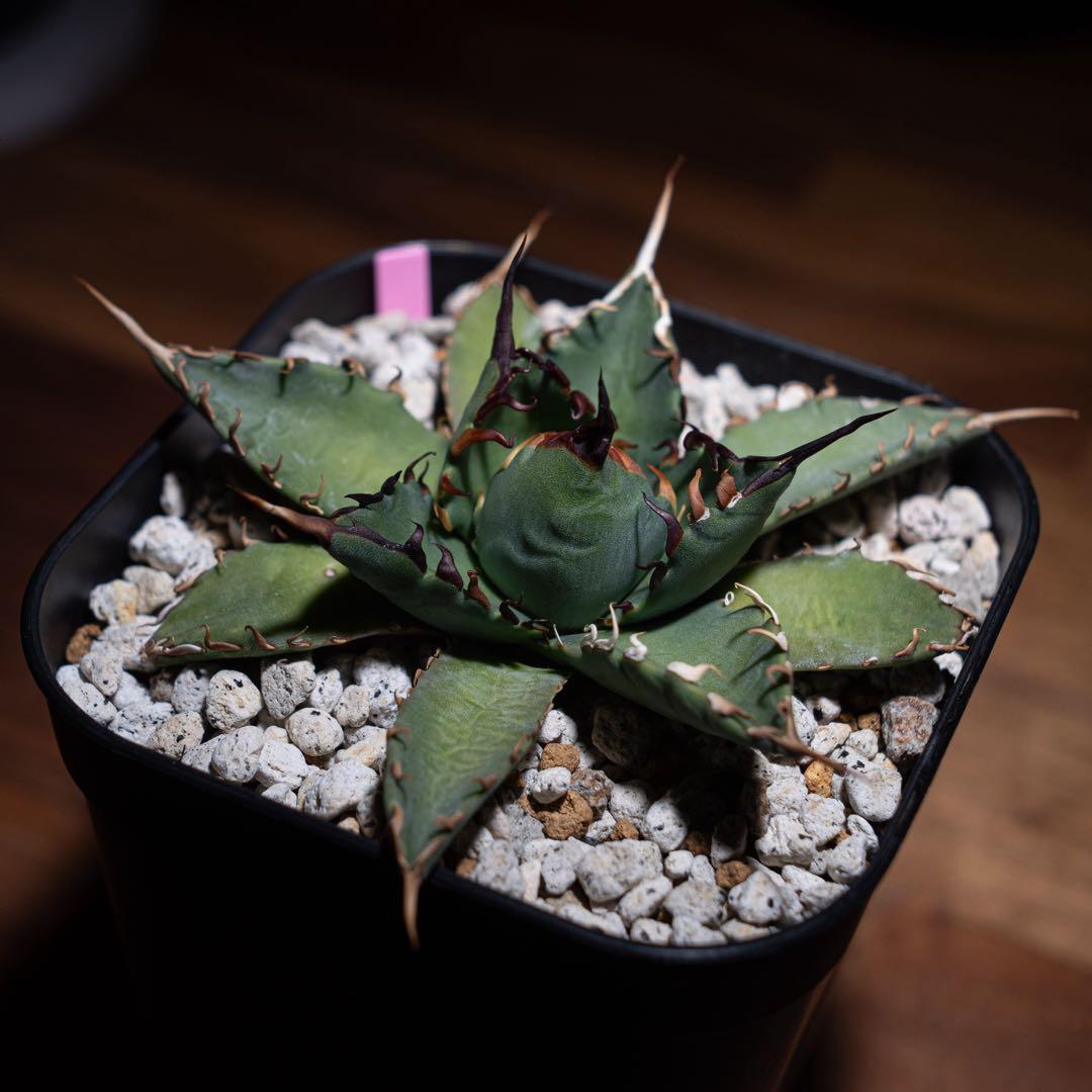 アガベ チタノタ【 エボリスピナ × BB 】