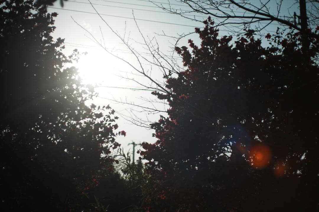 【整備テスト】オリンパス Zuiko Auto-S 40mm F1.4 115