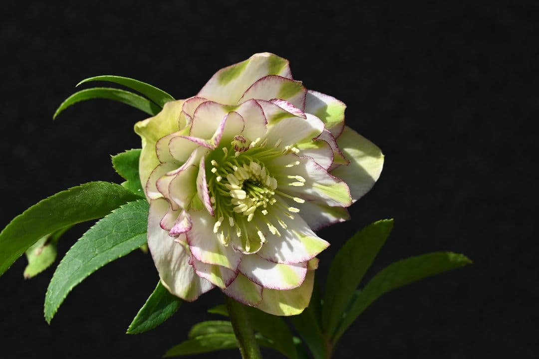 クリスマスローズ　ddホワイトグリーンリップピコティ　加藤農園