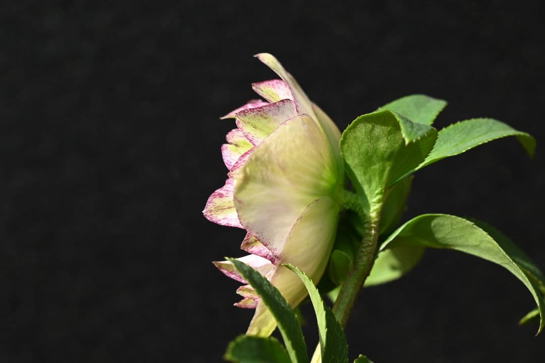 クリスマスローズ　ddホワイトグリーンリップピコティ　加藤農園