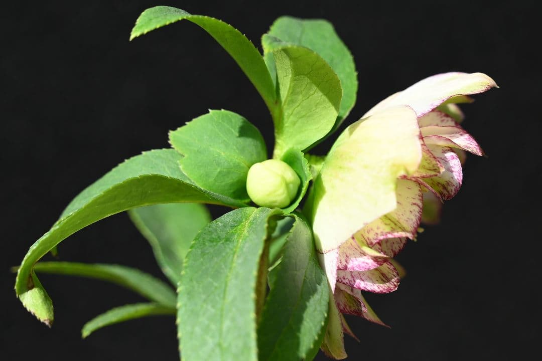 クリスマスローズ　ddホワイトグリーンリップピコティ　加藤農園