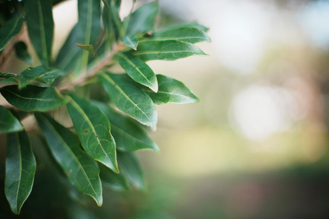 【整備＆テスト済】動作◎ Canon New FD 50mm F1.2 674