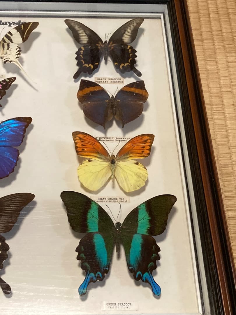 マレーシア 蝶 標本 木製フレーム付き