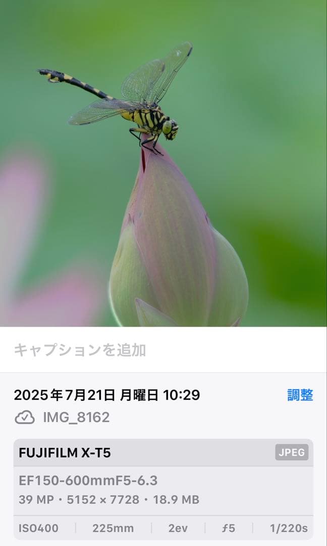 SIGMA 150-600mm F5-6.3 DG Canon EF用