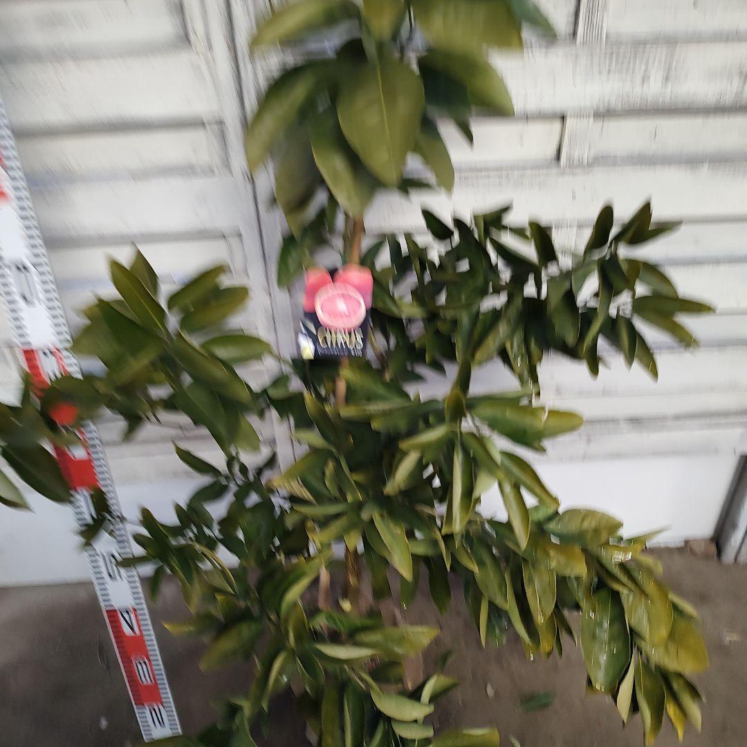 よんよんさま専用