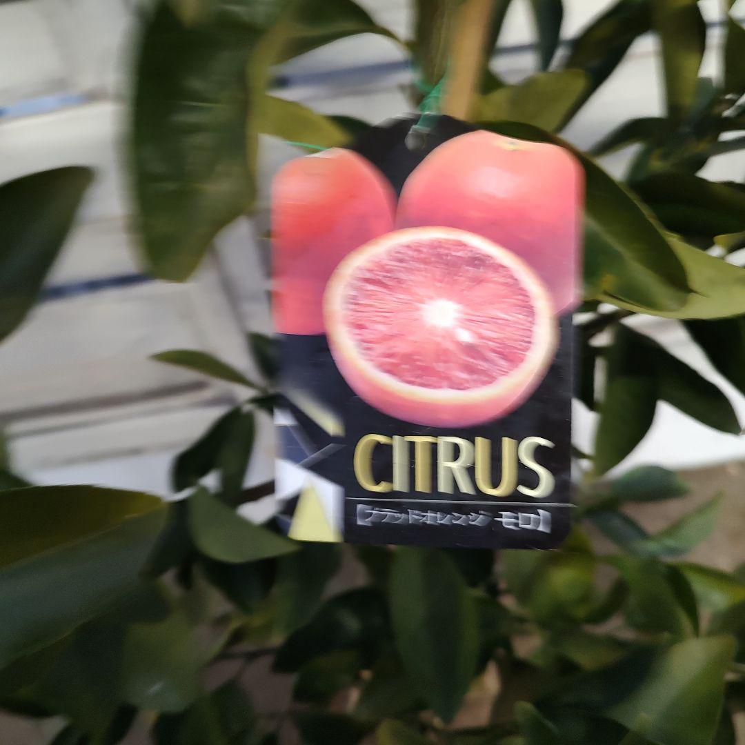 よんよんさま専用