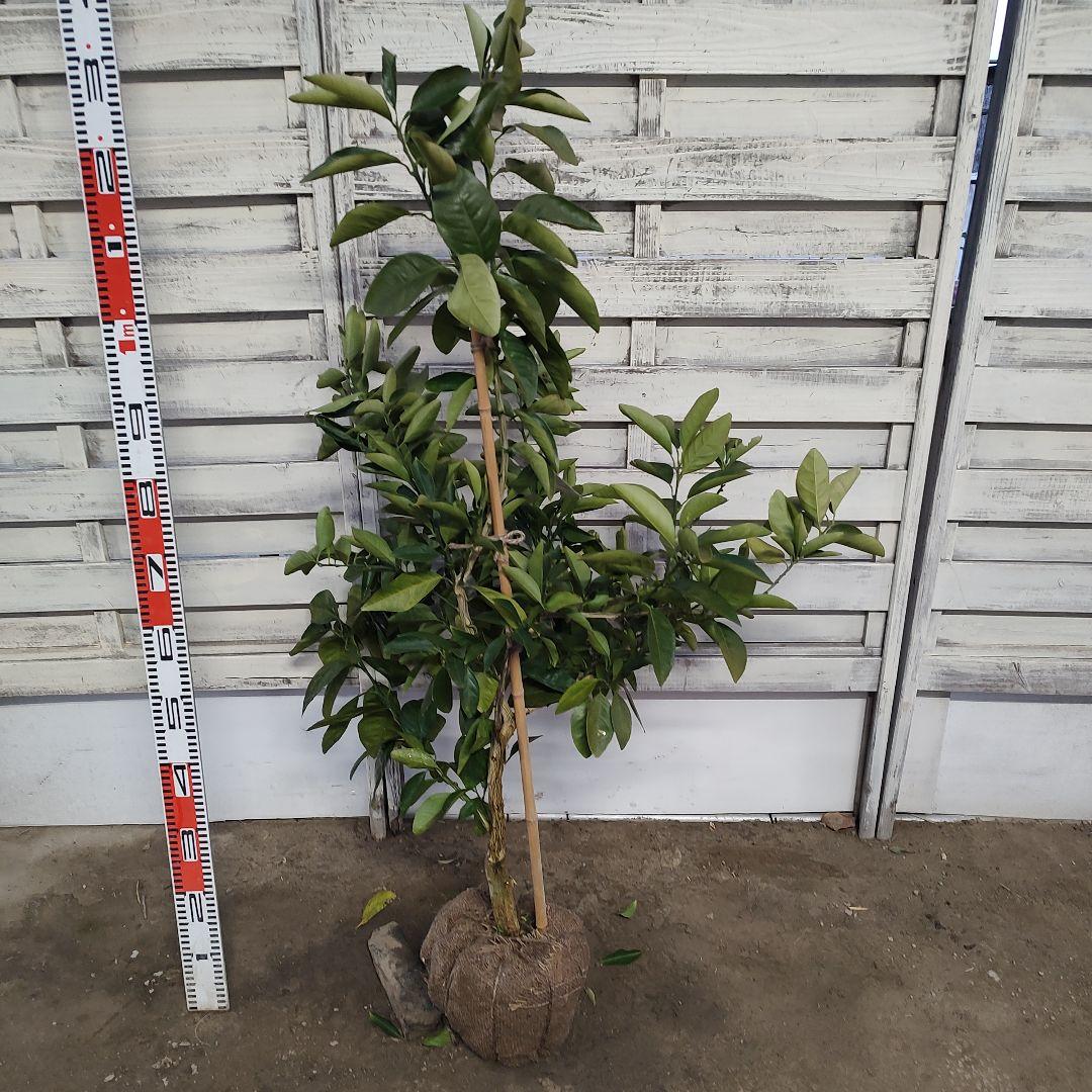 よんよんさま専用