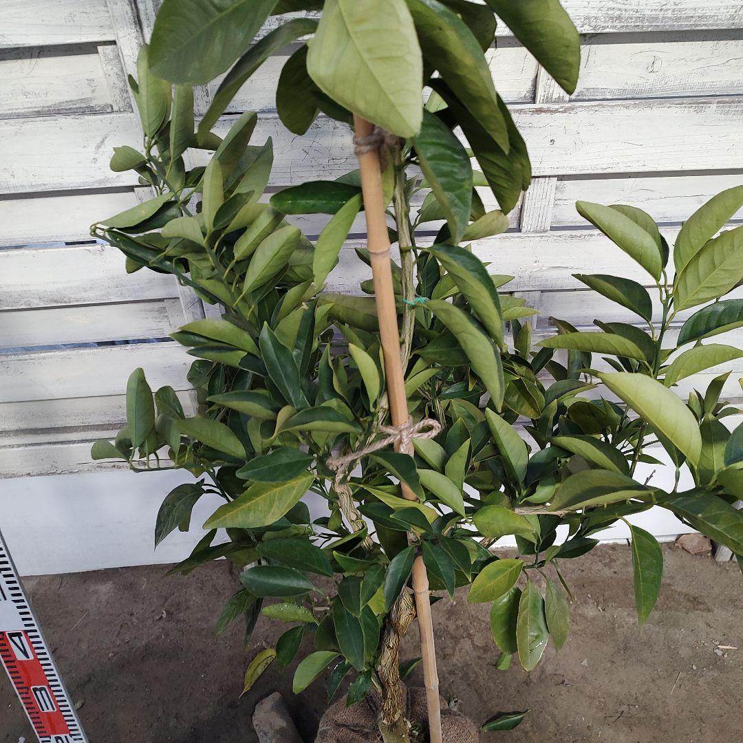 よんよんさま専用