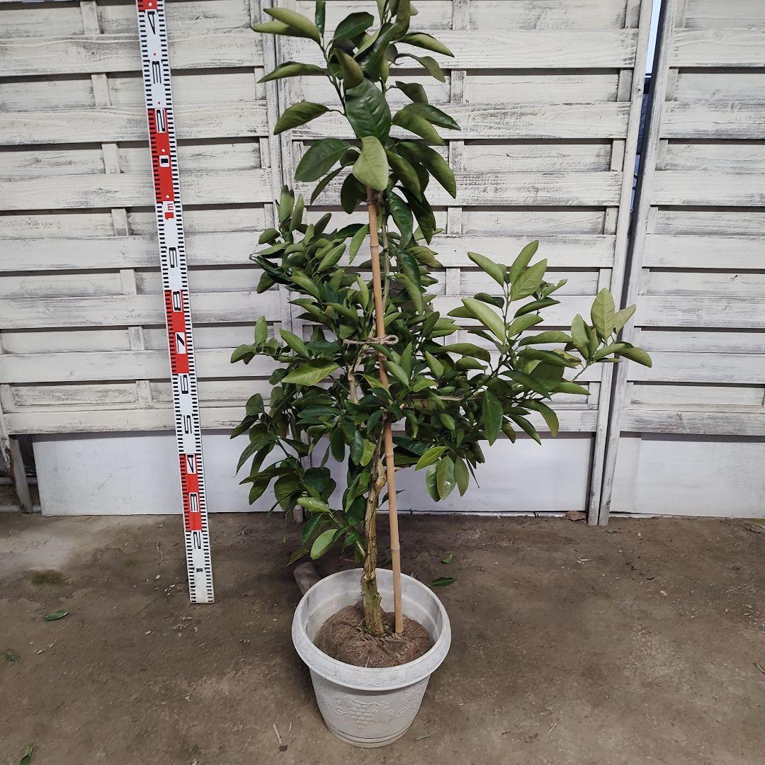 よんよんさま専用