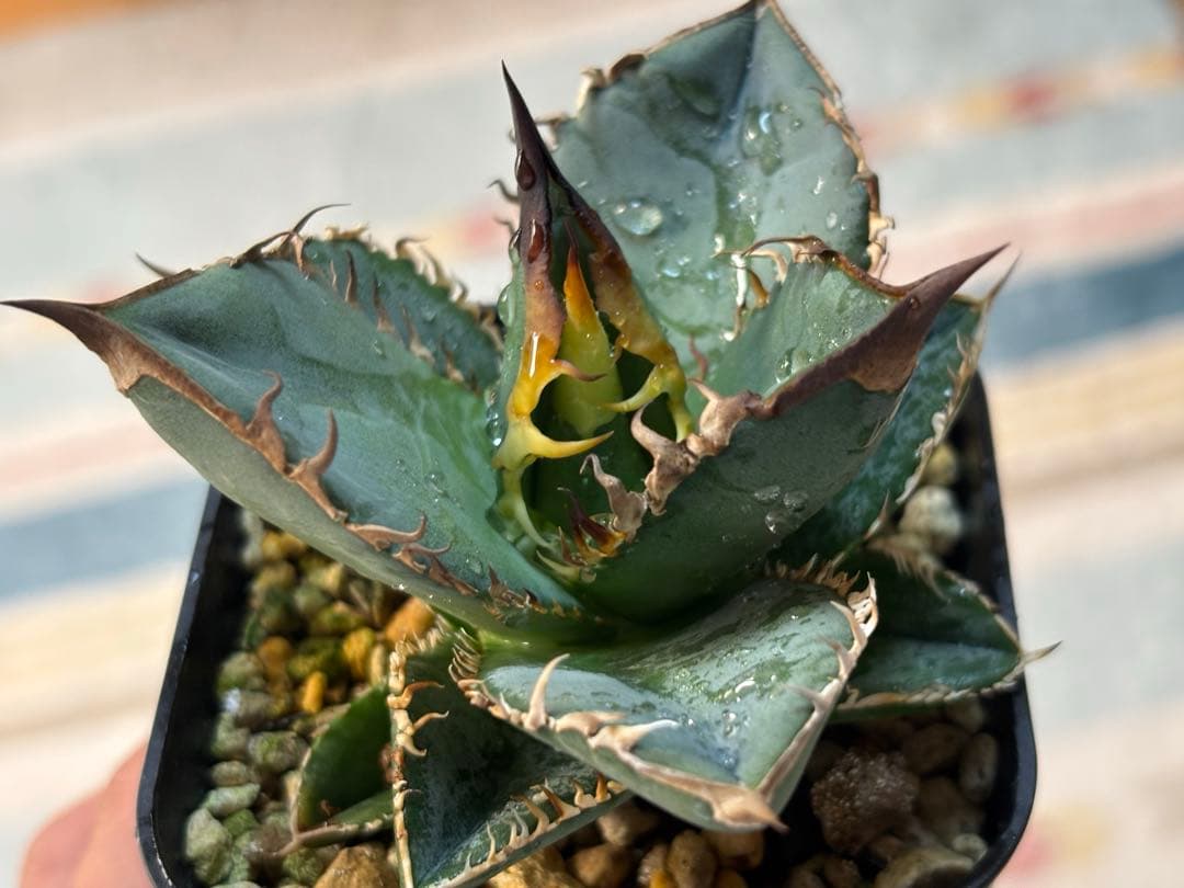 な*ち様 実生 チタノタ 検索)オアハカ スナグル オテロイ アガベ fo-07