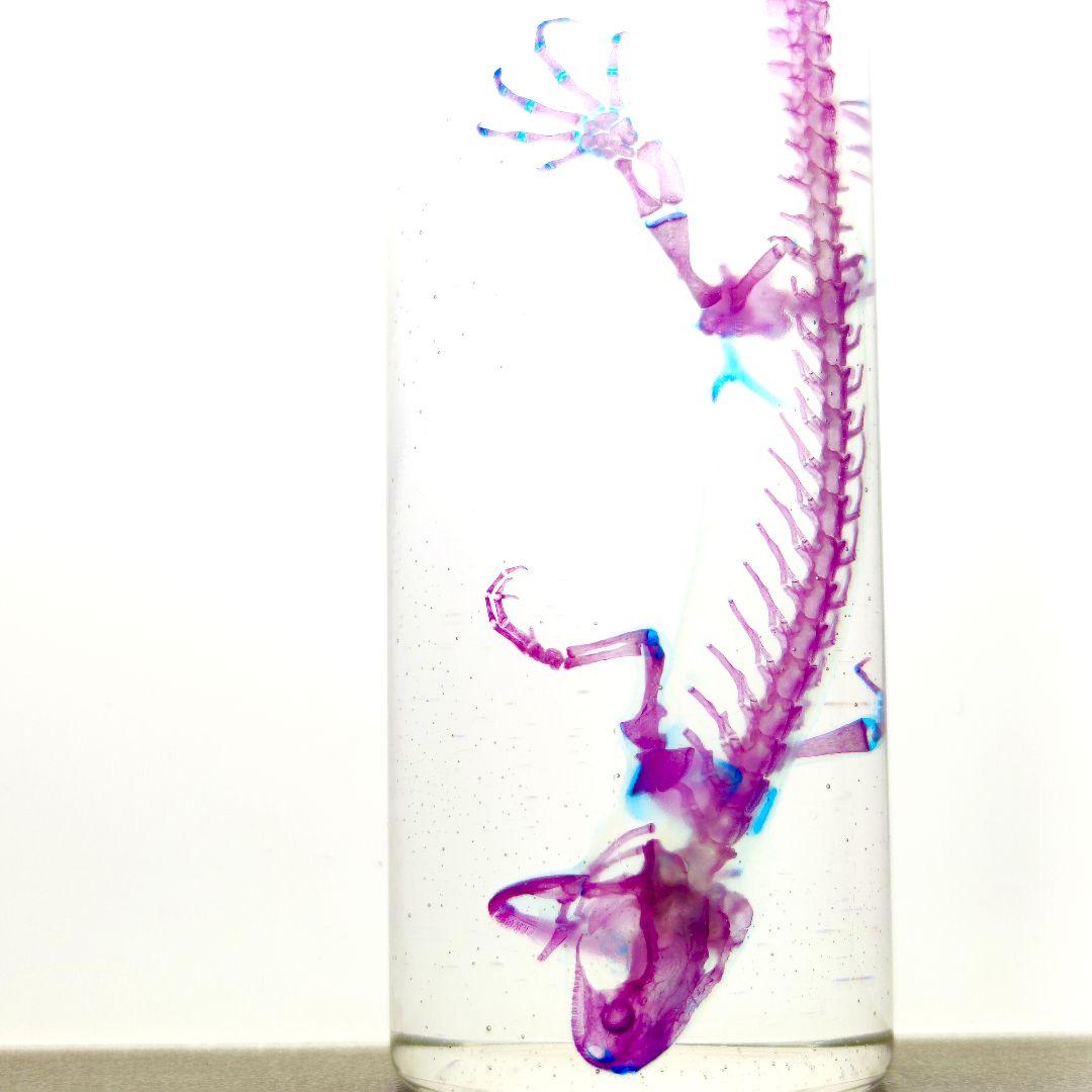 極美品【1点物】アカハライモリ② 8-9cm 50ml