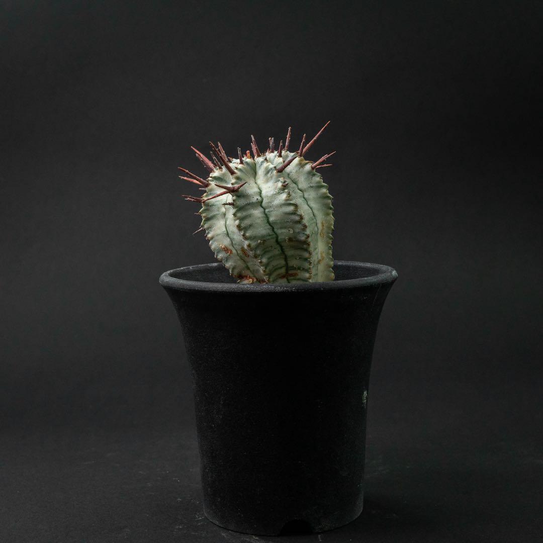 ユーホルビア ホリダ 錦 （実生） #196