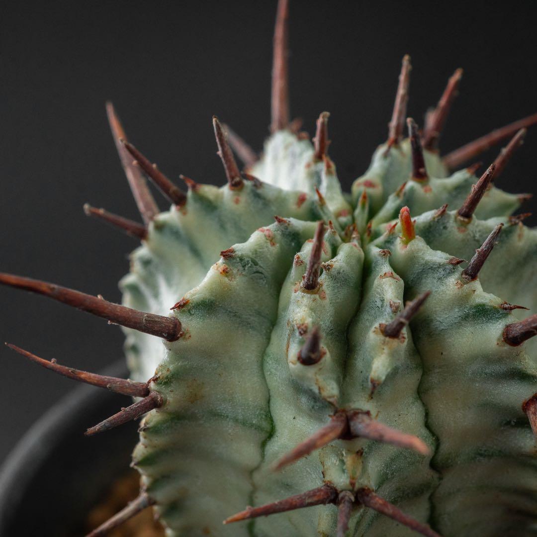 ユーホルビア ホリダ 錦 （実生） #196