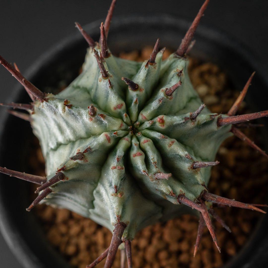 ユーホルビア ホリダ 錦 （実生） #196