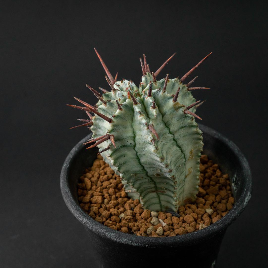 ユーホルビア ホリダ 錦 （実生） #196