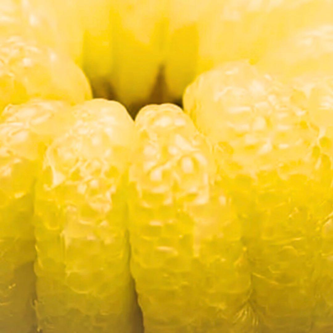 文旦　水晶文旦　みかん　好きに　　22