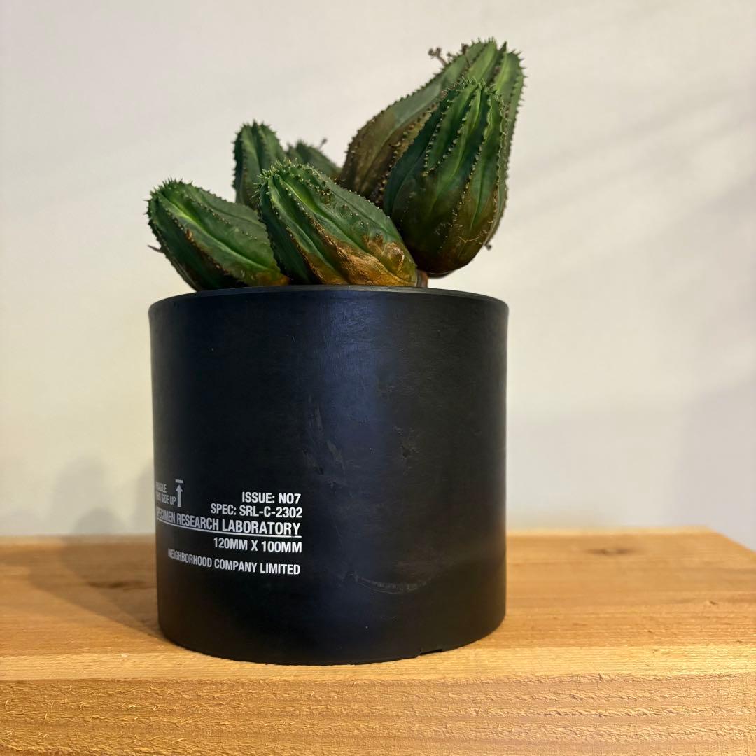 K*u様 ユーフォルビア・オベサ 多頭 SRL 鉢付き neighborhood