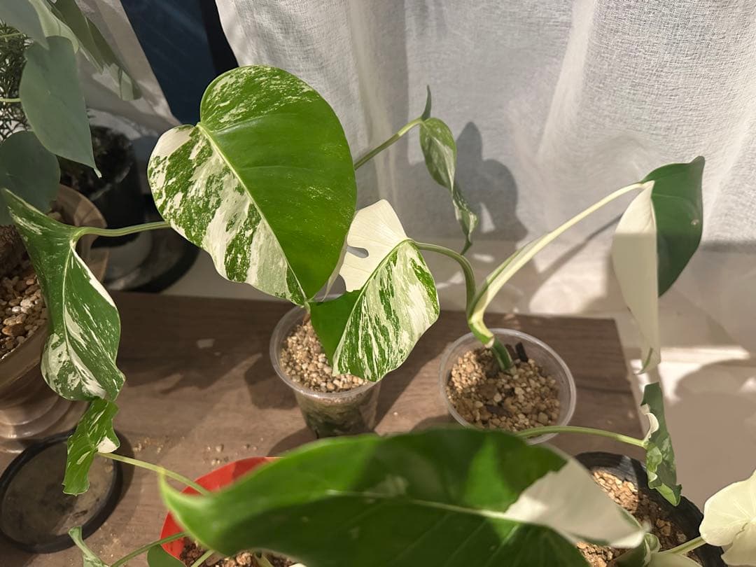 ✨セール品✨斑入りモンステラ・クワズイモ 5点セット