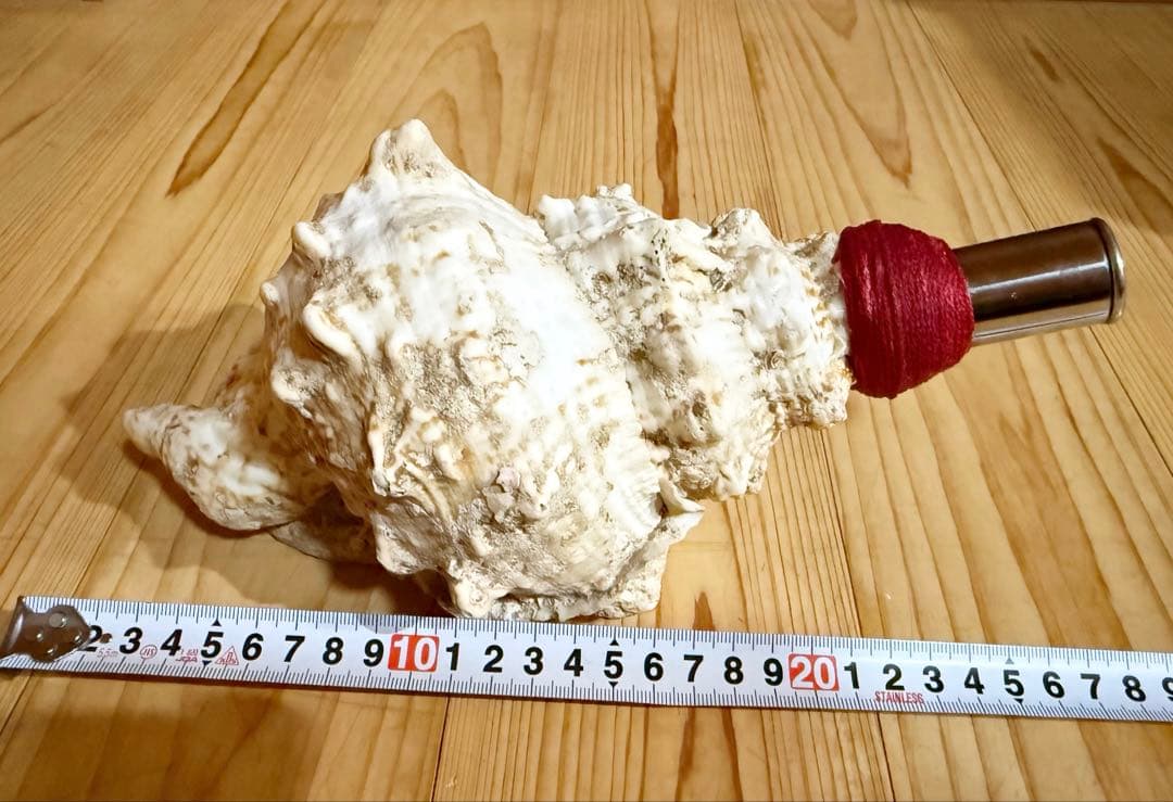 コンパクト肉厚　法螺貝　ほら貝　ホラガイ❣️