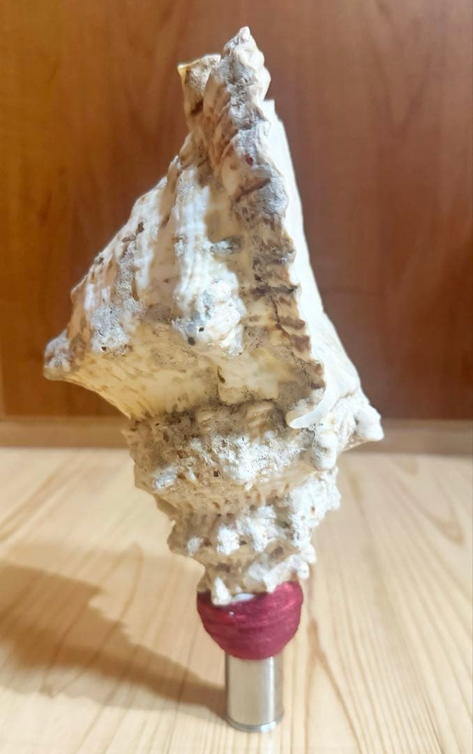 コンパクト肉厚　法螺貝　ほら貝　ホラガイ❣️