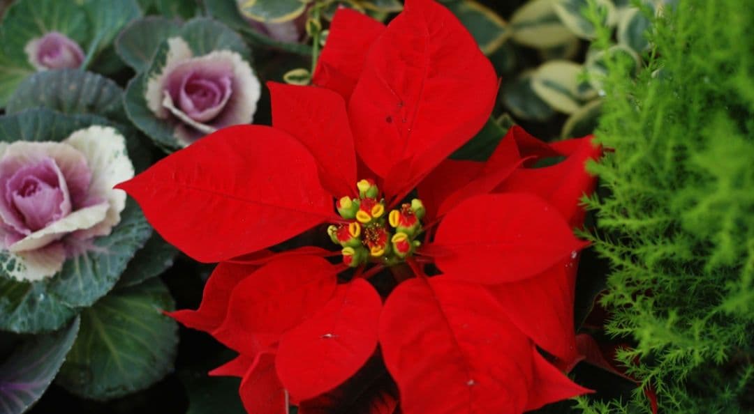 NIKON　D70　広角から望遠まで　初心者⚡️一眼レフ⚡️望遠⚡️ニコン