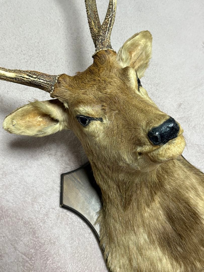 ✩.*˚鹿の剥製✩.*˚
