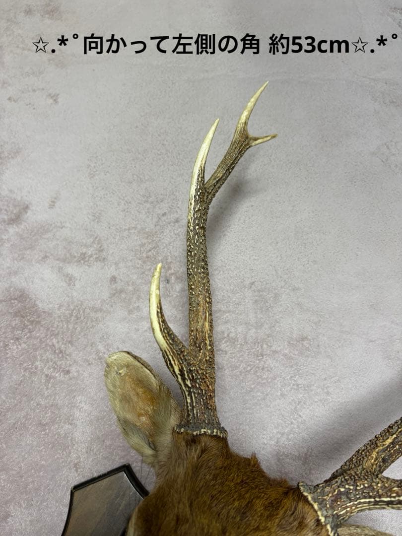 ✩.*˚鹿の剥製✩.*˚