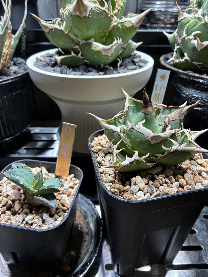 アガベ　チタノタ　巨獣　親株+子株　親子セット