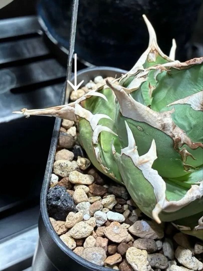 アガベ　チタノタ　巨獣　親株+子株　親子セット