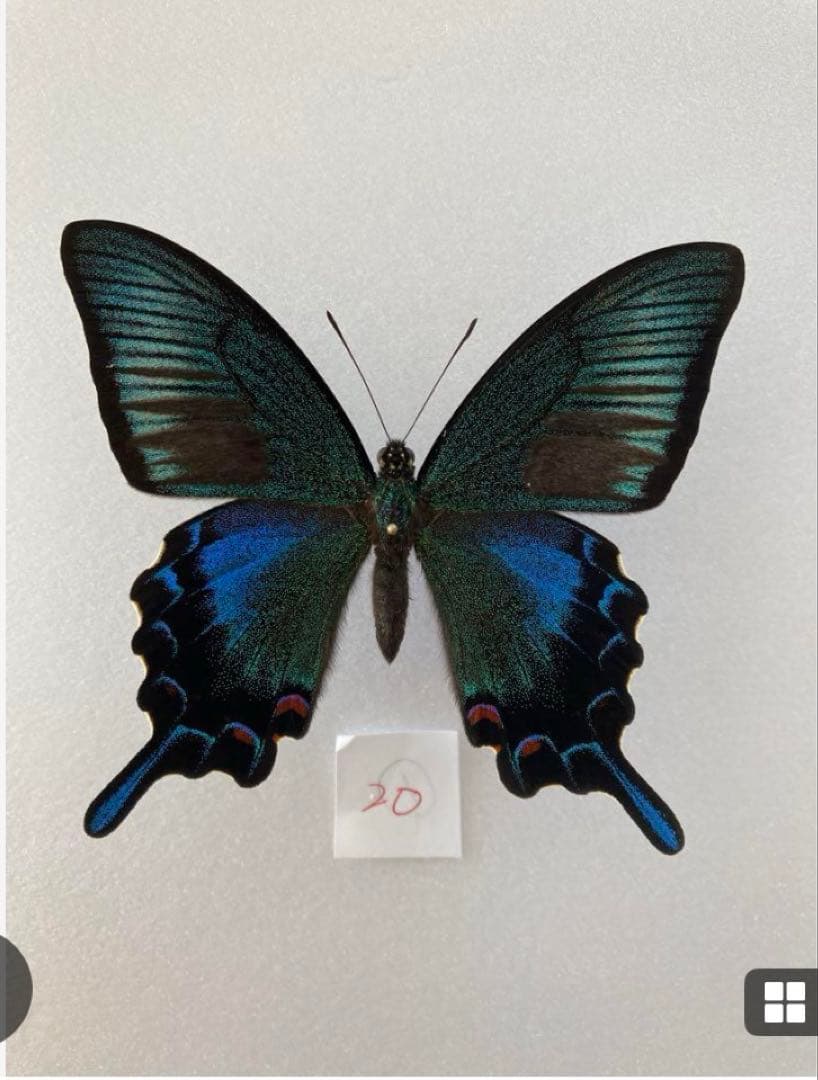 もずく 標本蝶 3頭セット