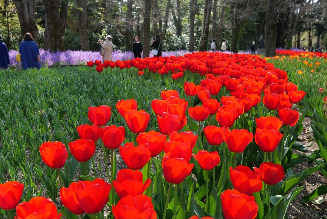 Lumix GX7MK3　カメラ本体、純正グリップ付き