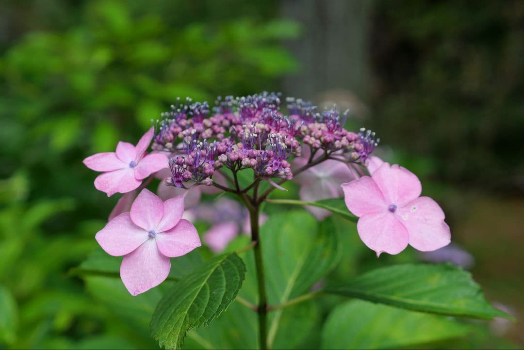 Lumix GX7MK3　カメラ本体、純正グリップ付き