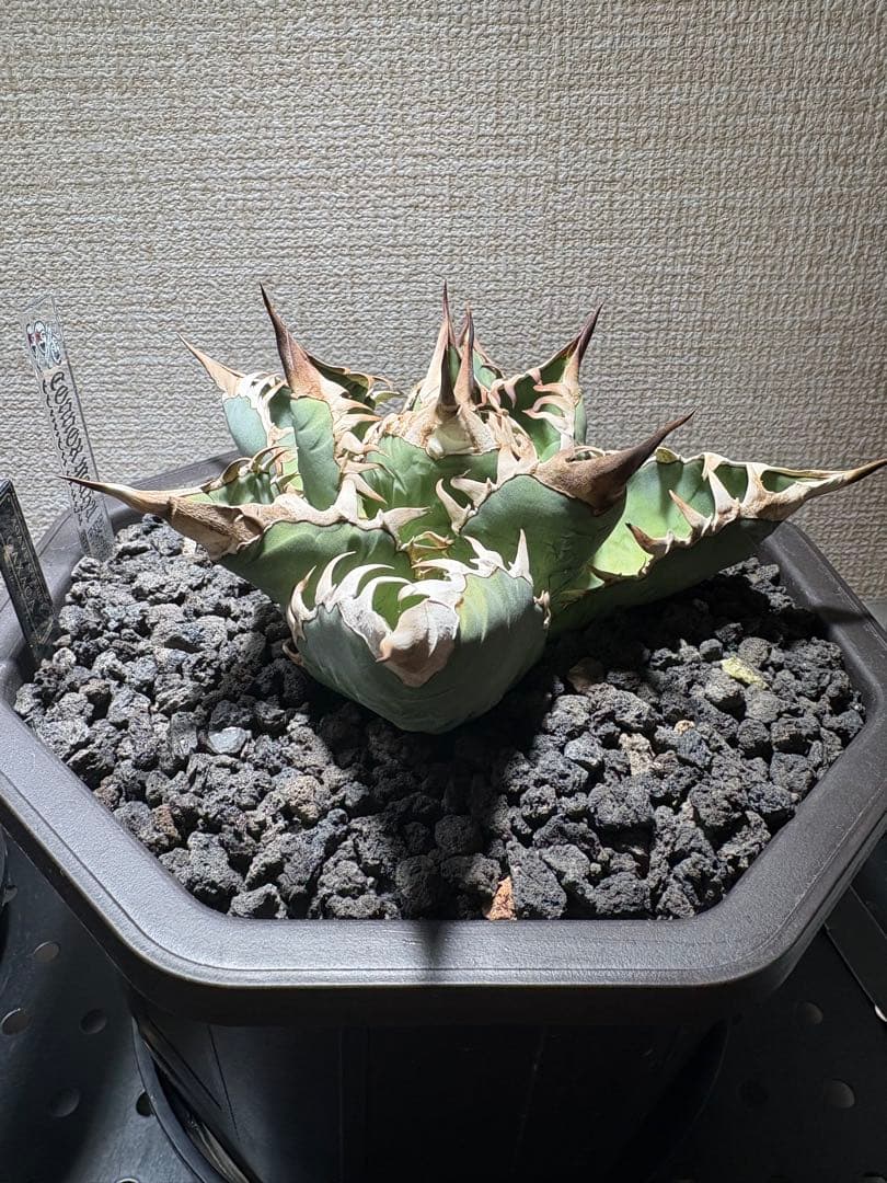 オアハカ　アガベ　現地