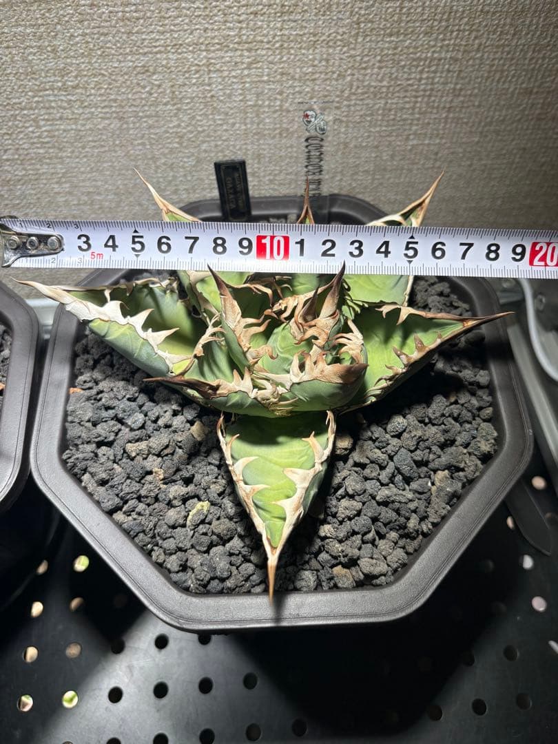 オアハカ　アガベ　現地