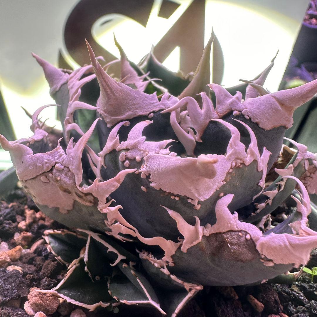 654【上澳園芸】 アガベ チタノタ shangao-008 白豪棘 良質子株