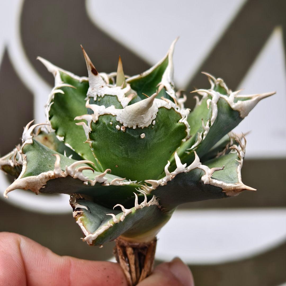 654【上澳園芸】 アガベ チタノタ shangao-008 白豪棘 良質子株