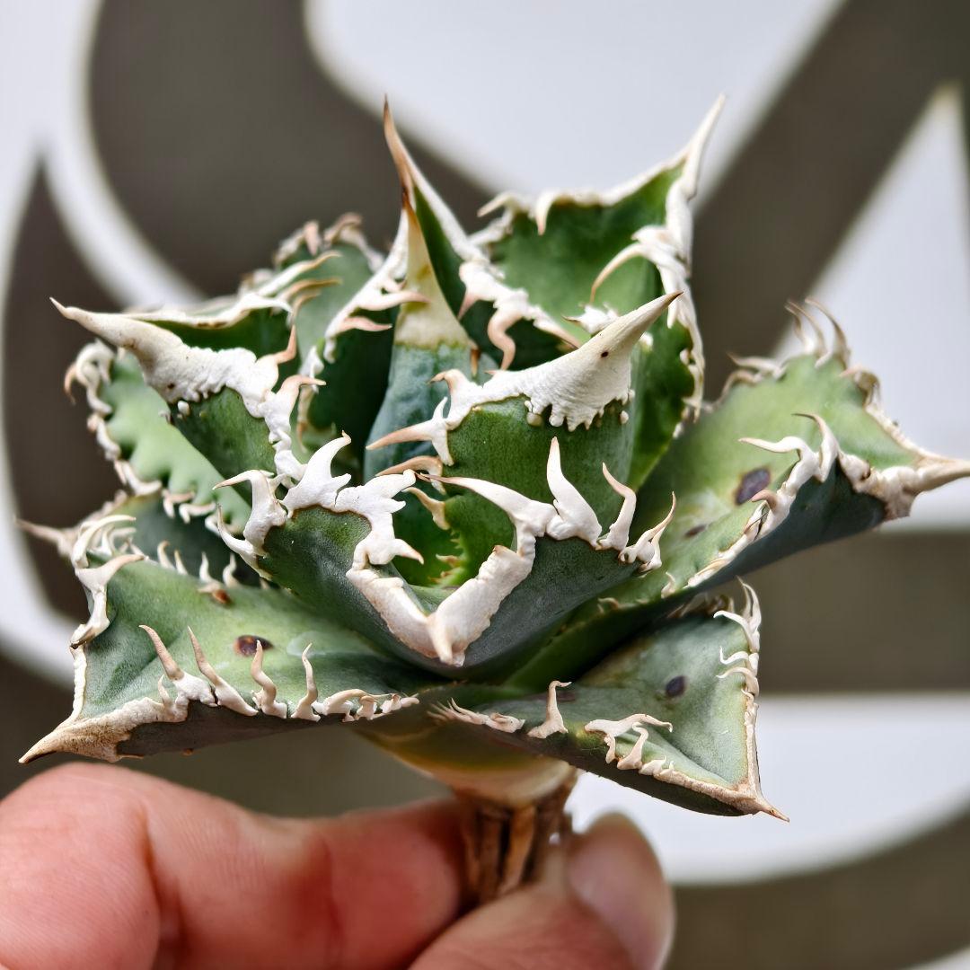 654【上澳園芸】 アガベ チタノタ shangao-008 白豪棘 良質子株