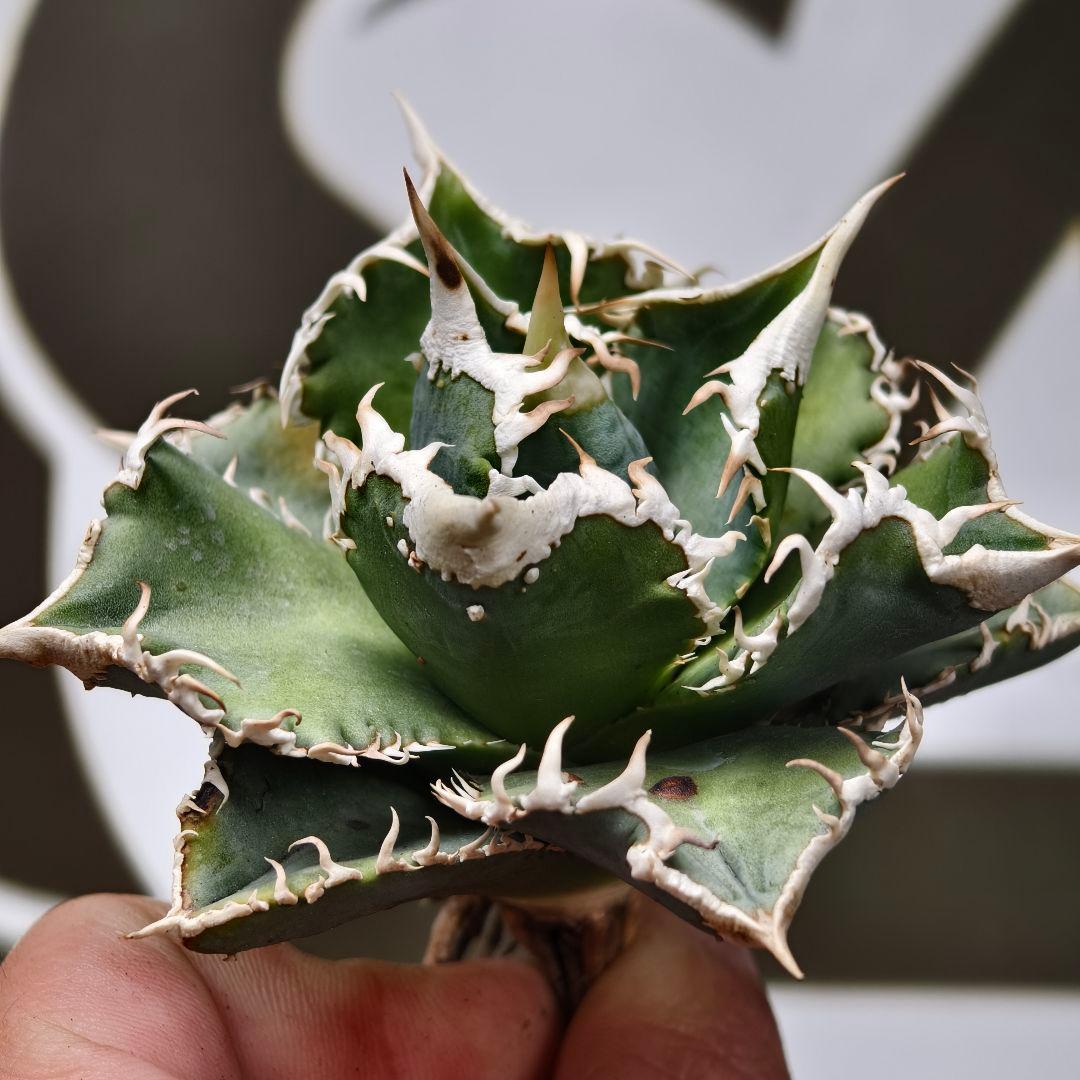 654【上澳園芸】 アガベ チタノタ shangao-008 白豪棘 良質子株