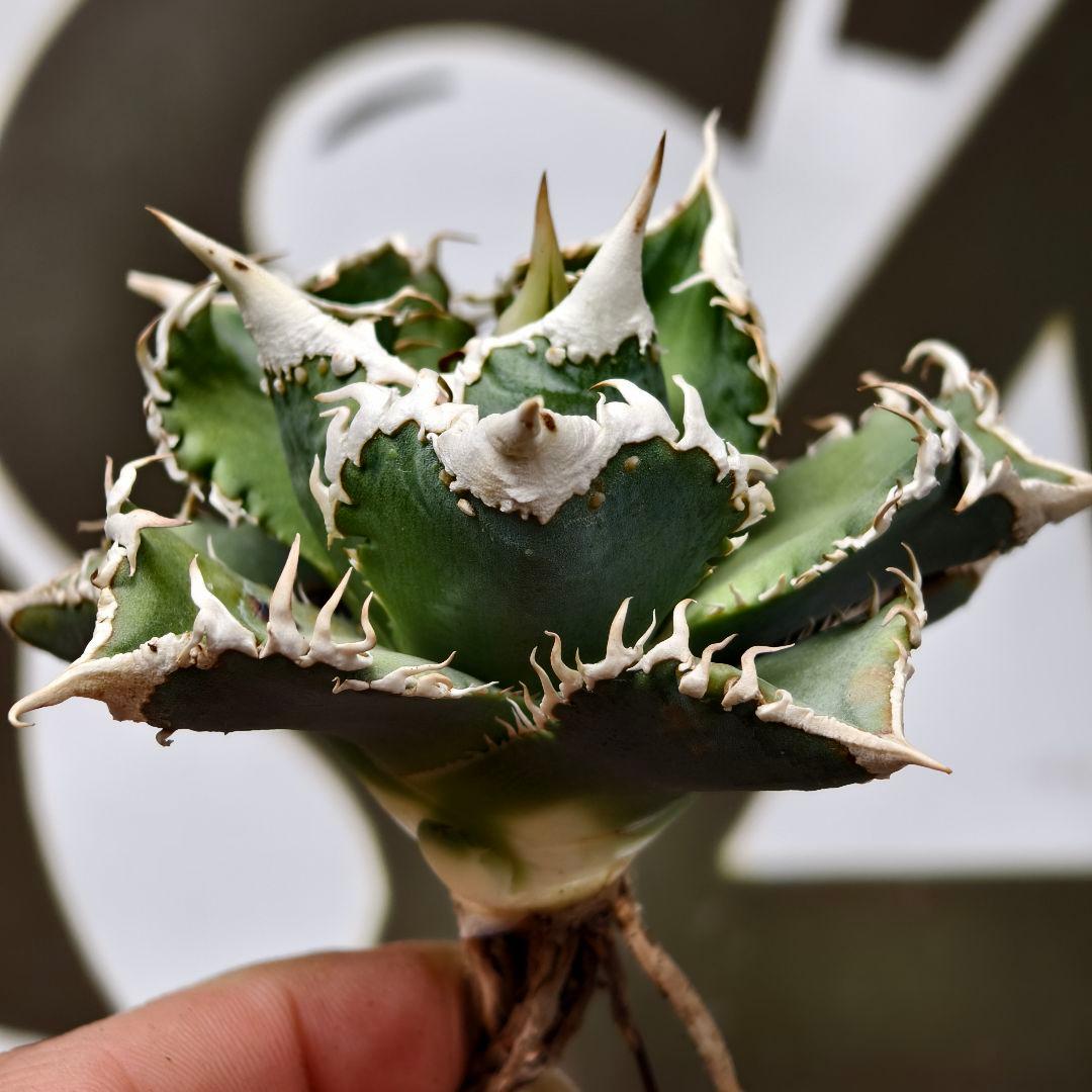 654【上澳園芸】 アガベ チタノタ shangao-008 白豪棘 良質子株