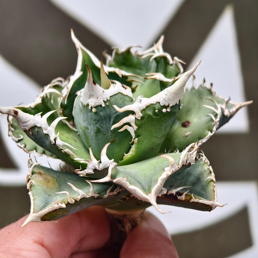 654【上澳園芸】 アガベ チタノタ shangao-008 白豪棘 良質子株