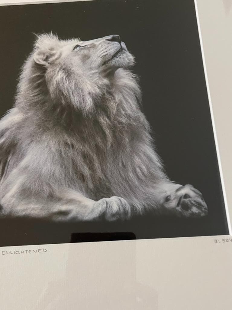 【限定】イエローコーナー アート写真 ライオン ペドロ・ハルケ・クレブス 額装