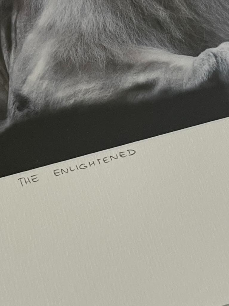 【限定】イエローコーナー アート写真 ライオン ペドロ・ハルケ・クレブス 額装