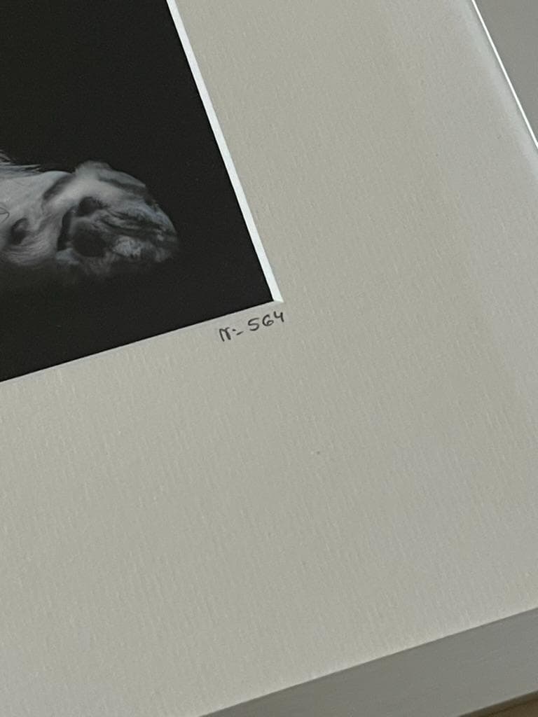 【限定】イエローコーナー アート写真 ライオン ペドロ・ハルケ・クレブス 額装