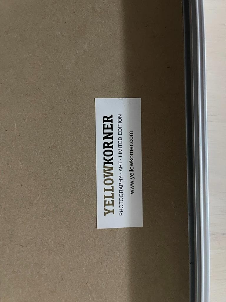 【限定】イエローコーナー アート写真 ライオン ペドロ・ハルケ・クレブス 額装