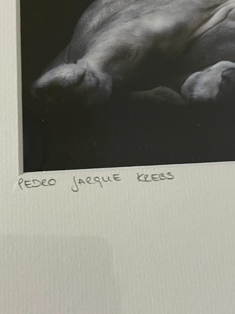 【限定】イエローコーナー アート写真 ライオン ペドロ・ハルケ・クレブス 額装