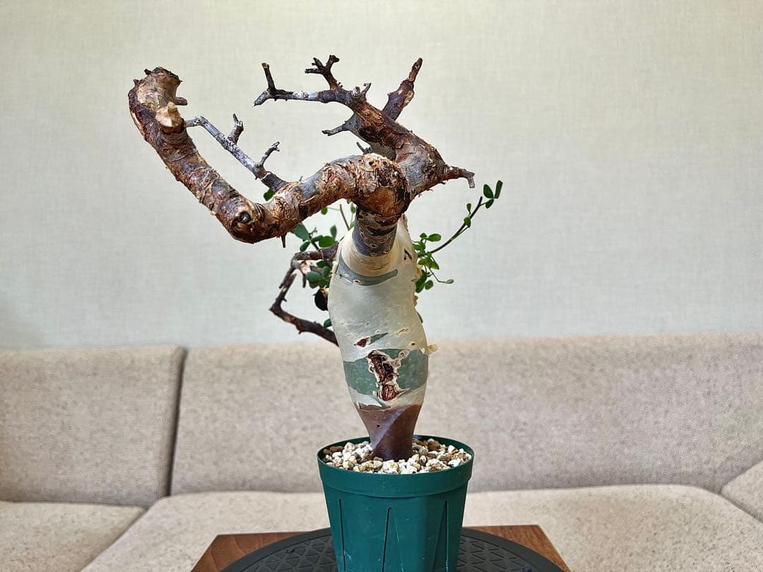 コミフォラ ピュアカタフ ソマリア産 コレクション 枝捻れ