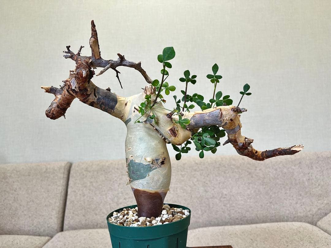 コミフォラ ピュアカタフ ソマリア産 コレクション 枝捻れ