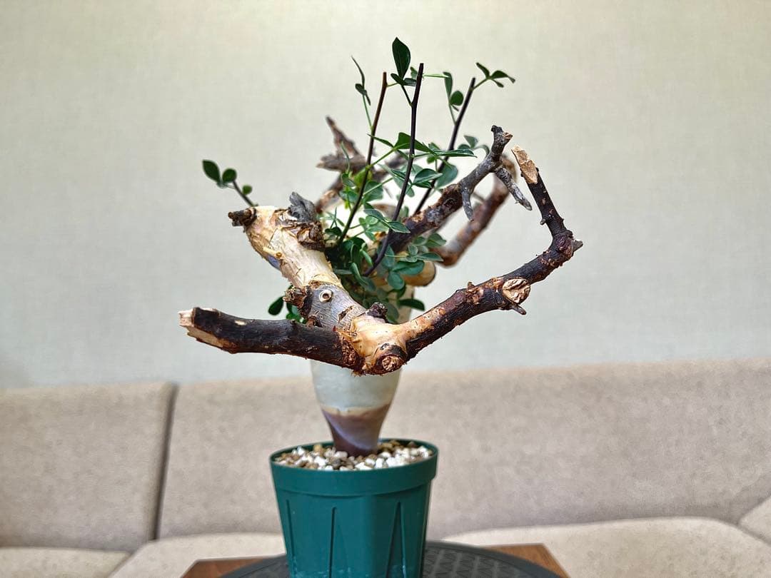 コミフォラ ピュアカタフ ソマリア産 コレクション 枝捻れ